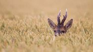 DÉCOUVERTE – Un dimanche à la chasse dans le Gers